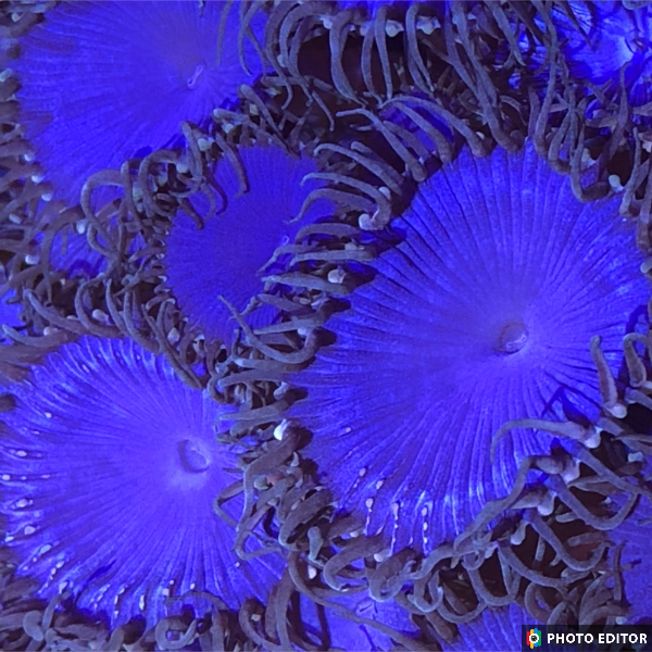 Purple Death Paly (Designer)