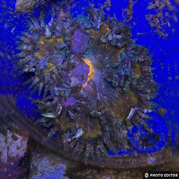 WYSIWYG Belize Rock Flower Anemone (RFA6)