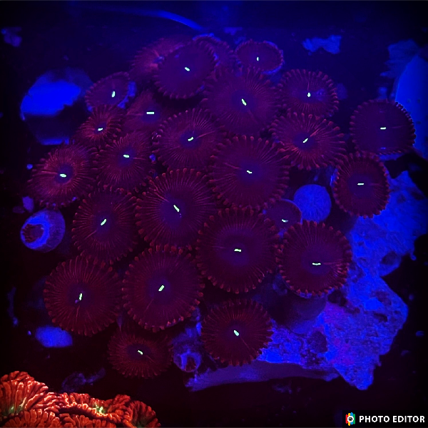 Red People Eater 4 Polyps