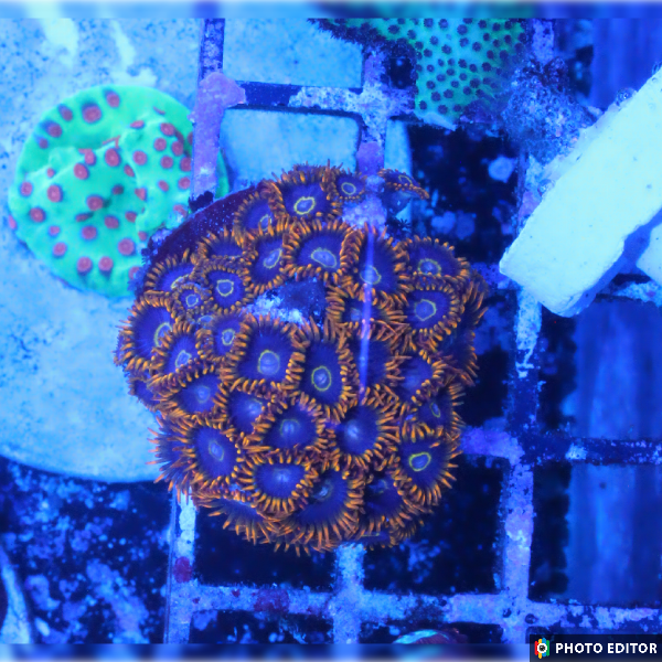 Rainbow Hornet 8 Polyps