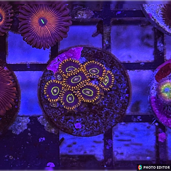 Rainbow Hornets (Large 8-10)