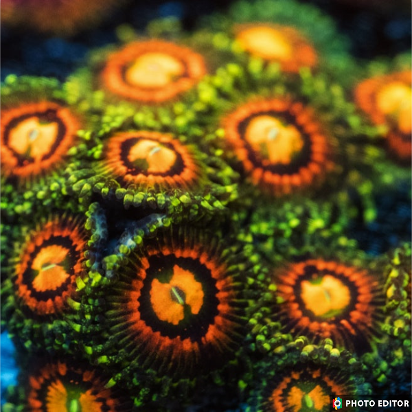 Rainbow Incinerator 1 Polyp