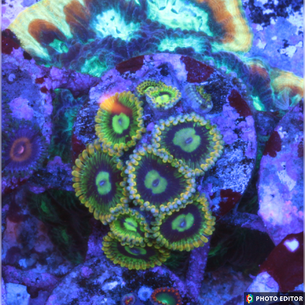 Rainbow Yoda (Designer)