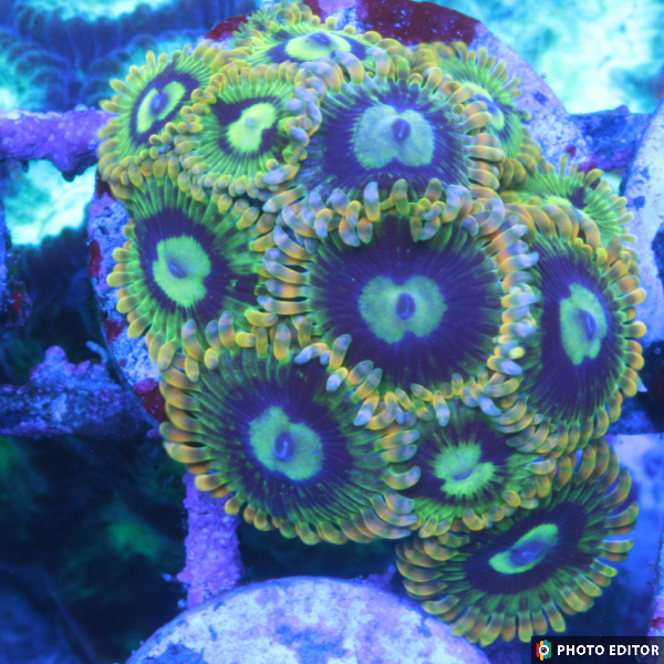 Rainbow Yoda 2 Polyps