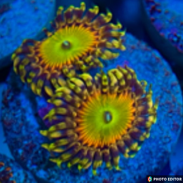 Designer Zoas