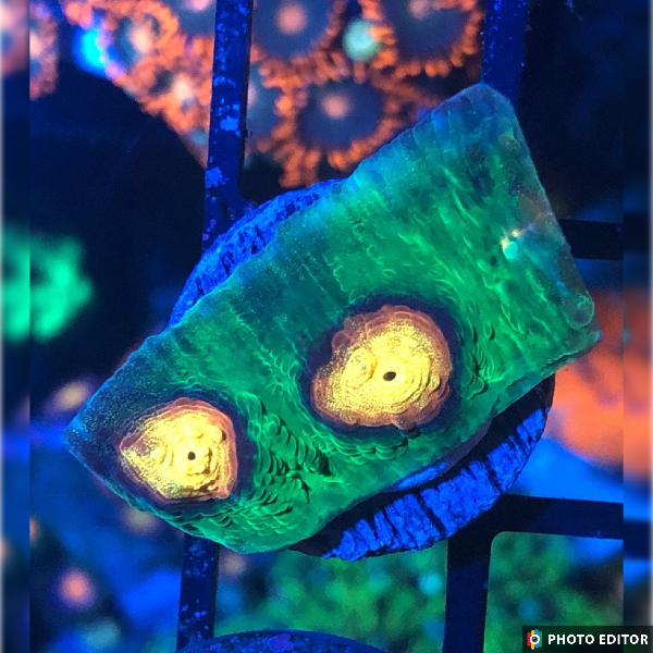 Raja Rampage Chalice