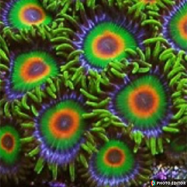 Rasta (Large Frag 8-10 Polyps)