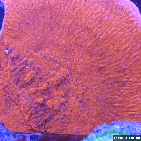 Red Cap Montipora Large