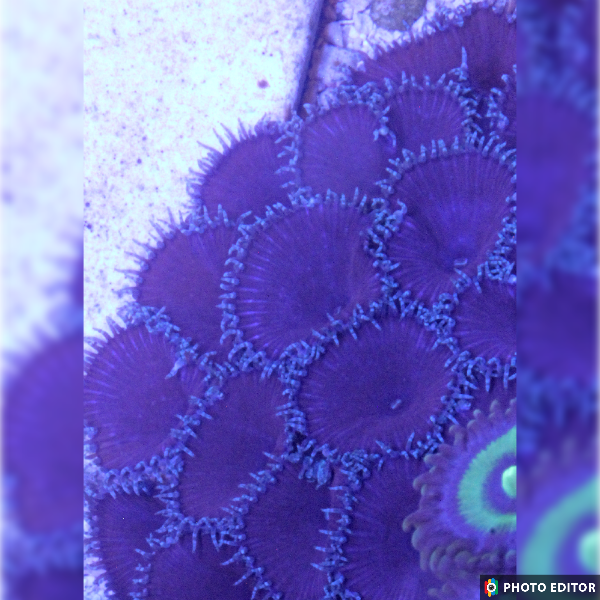 Red Death Paly 2 Polyps