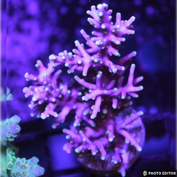 Red Dragon Turaki 1/2" (RD)