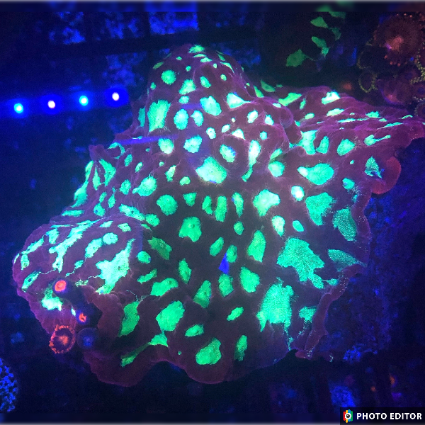 Red & Green Platygyra