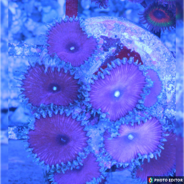 Red Death Paly 2 Polyps