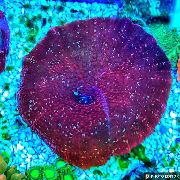 Redrum Mushroom Quarter Size