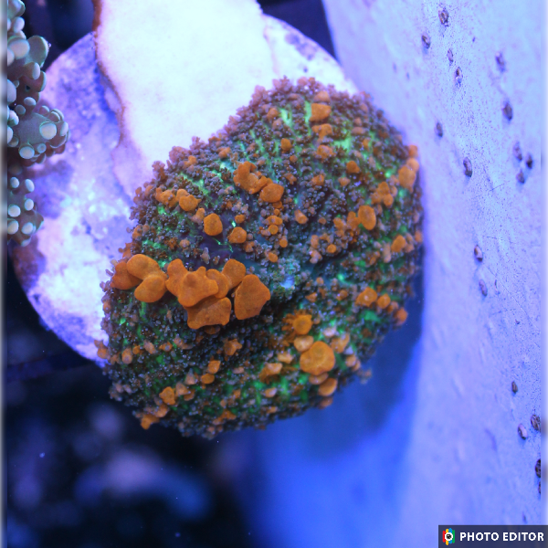 Sunkist Bounce Quarter Size