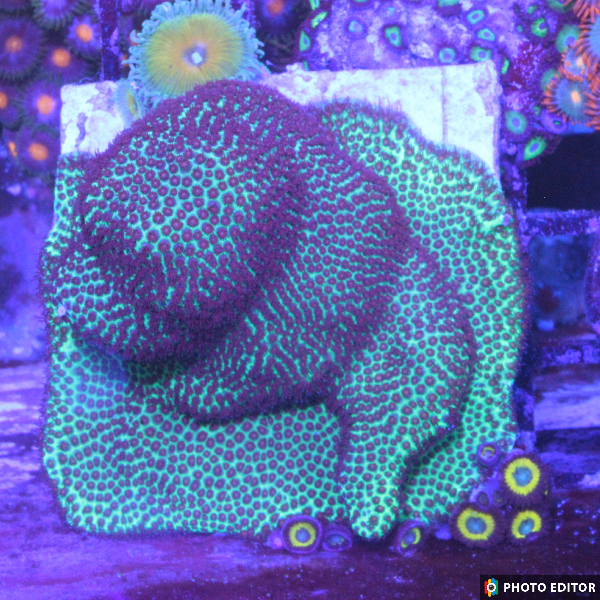 Screaming Demon Porites