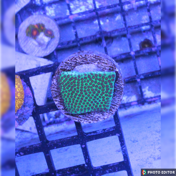 Screaming Demon Porites