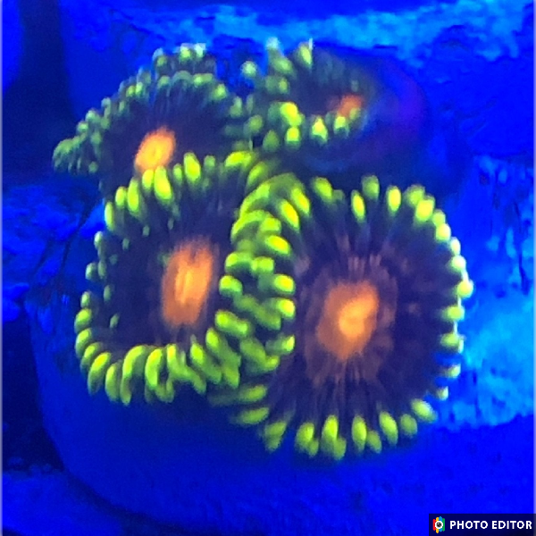 Scuzz Bucket (Designer)