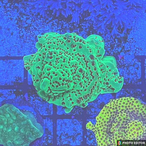 Season Greetings Montipora