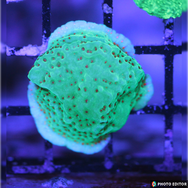 WYSIWYG Season's Greeting Montipora