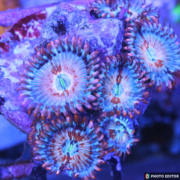 Seduction 2 Polyps