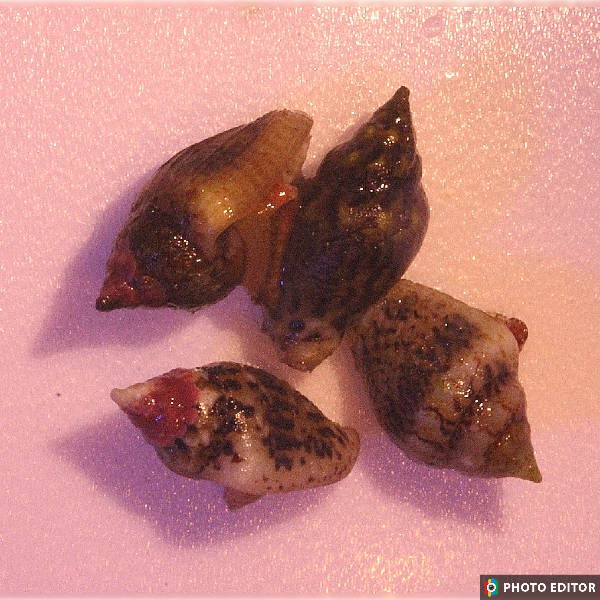 Dove Snail (Pictocolumbella ocellata)