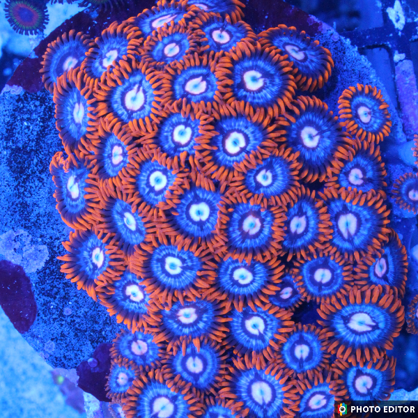 Snitches 5 Polyps