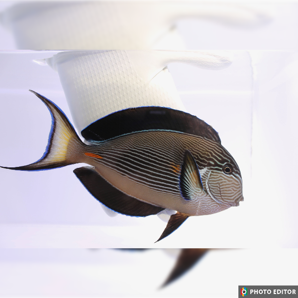 Fully QT Sohal Tang (Acanthurus sohal) ~5”