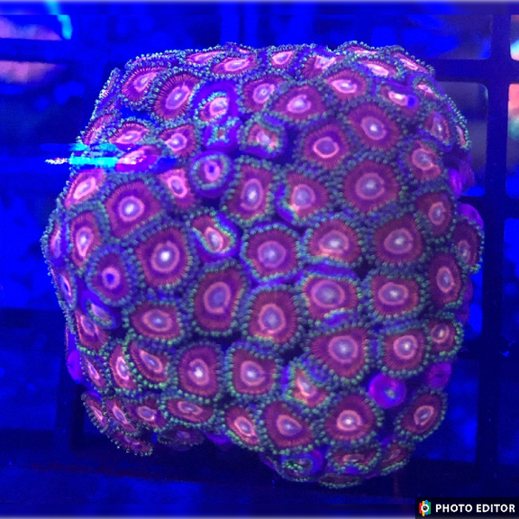 SourCherry_576x.png?v=1722873289