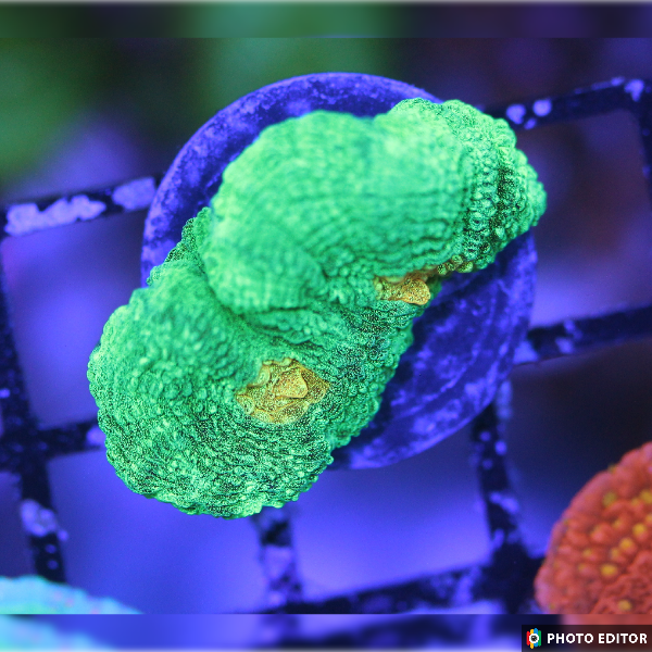 WYSIWYG Space Invader Pectinia