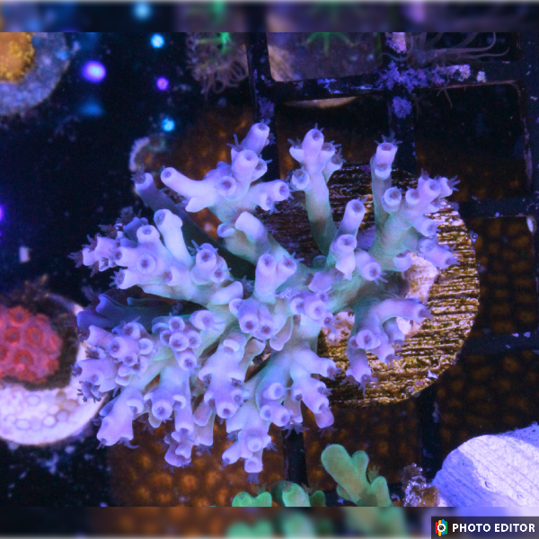 Speciosa Acropora 1/2" (Sp)