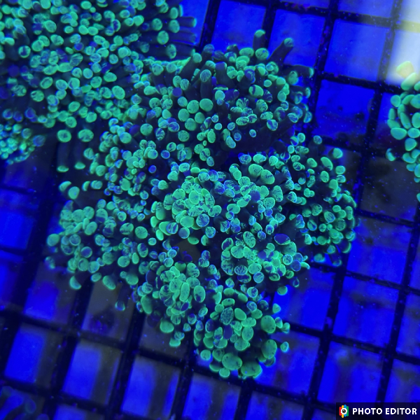 Cristata Splatter Single Head