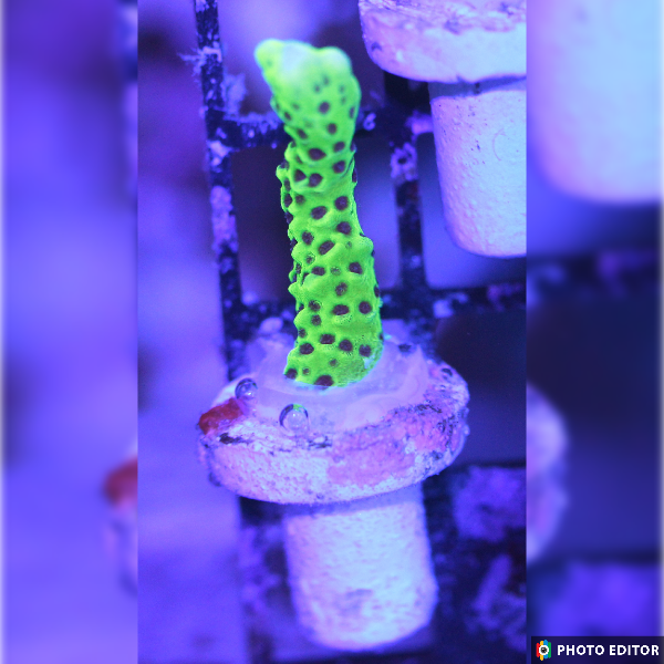 Spongodes Montipora - Yellow