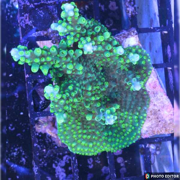 Scripts Staghorn 1/2" (Ss)