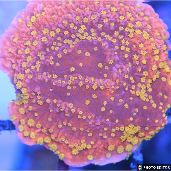 Sunburst Montipora