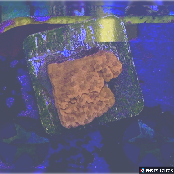 Strawberry Cap Montipora