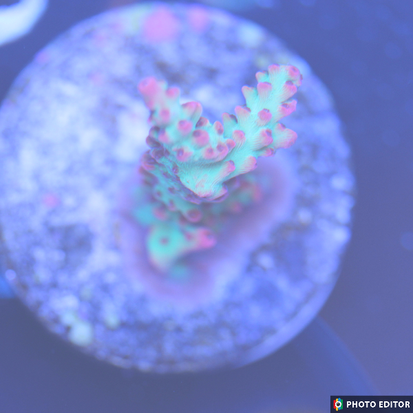 Strawberry Shortcake Acropora 1" Large