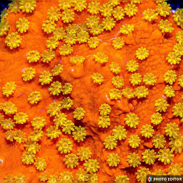 Sunburst Montipora