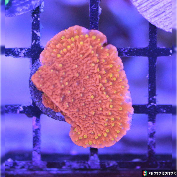 WYSIWYG Sunburst Montipora