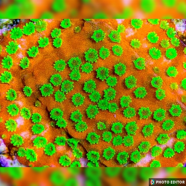Sunset Montipora