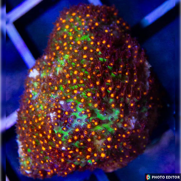 Sunset Stylocoeniella