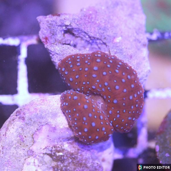 Superman Discoma Mushroom Nickel+ Size