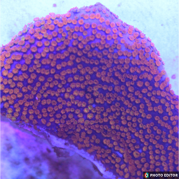 Superman Montipora