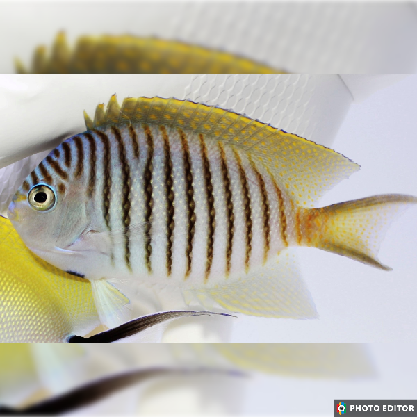 Fully QT Spotbreast Swallow Tail ~5" (Genicanthus melanospilos)