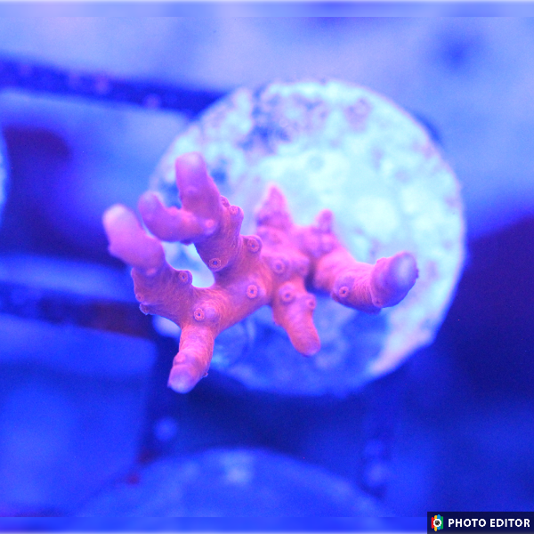 TNT Anacropora 1/2"