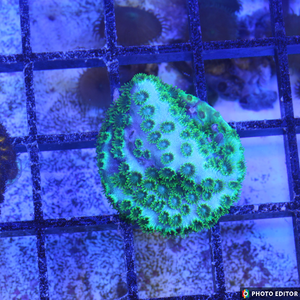 TSM GP Cyphastrea XL