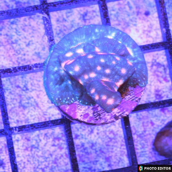 TSM IDK Leptoseris XL