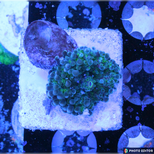 TSM Gum Drop Mushroom