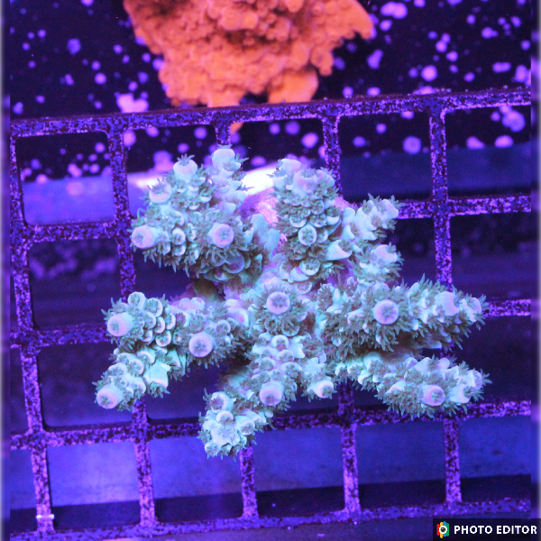 Rainbow Tenuis Acropora 1/2" (M2)