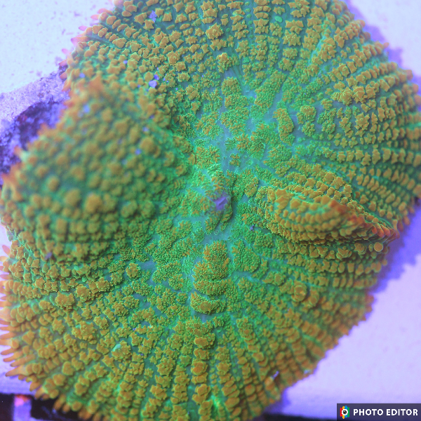 Tequilla Sunrise Mushroom Half Dollar Size