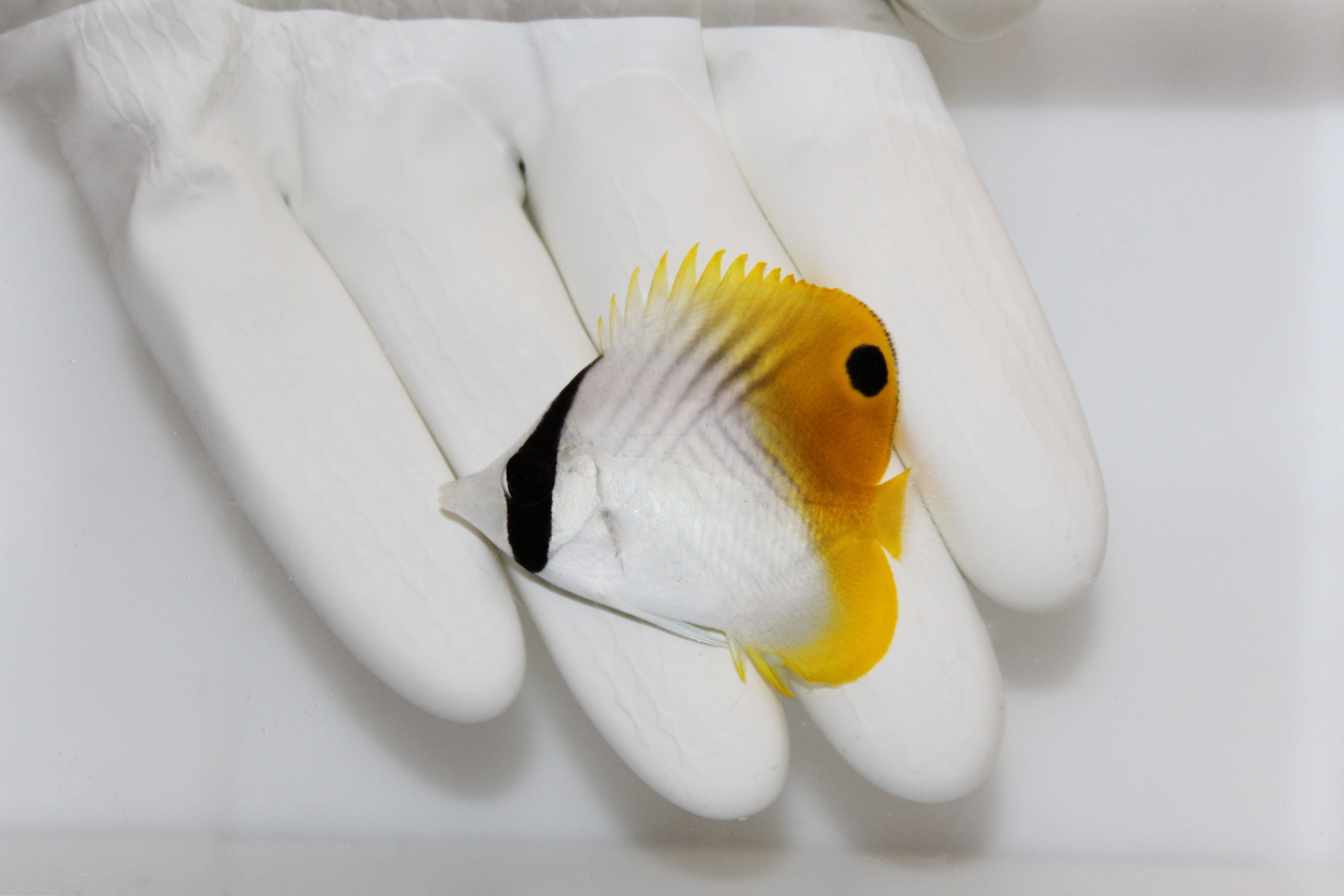 threadfin butterflyfish chaetodon auriga swimming in reef aquarium

quarantined threadfin butterflyfish for sale at TSM Aquatics

reef-safe butterflyfish with filament dorsal fin in saltwater tank

chevron-striped threadfin butterflyfish living on live rock